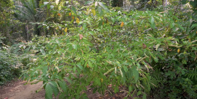 Texas makes its mark on psychedelics sector with US$50M in ibogaine research funding